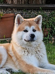 Hund Kenzo im Team von Pauger Werbeartikel