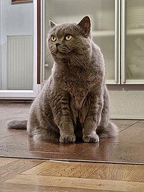 Katze Laura im Team von Pauger Werbeartikel